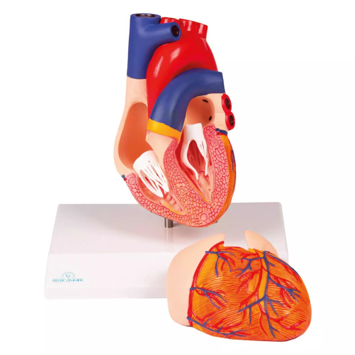  Modèle du cœur – EZ Augmented Anatomy
