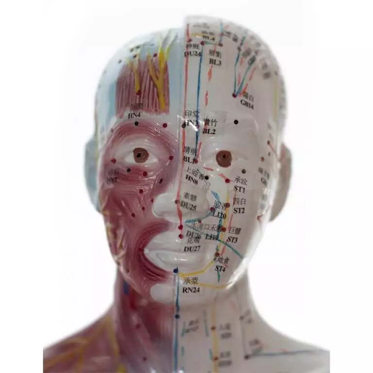 Modèle d'acupuncture masculin Modèle d'acupuncture masculin