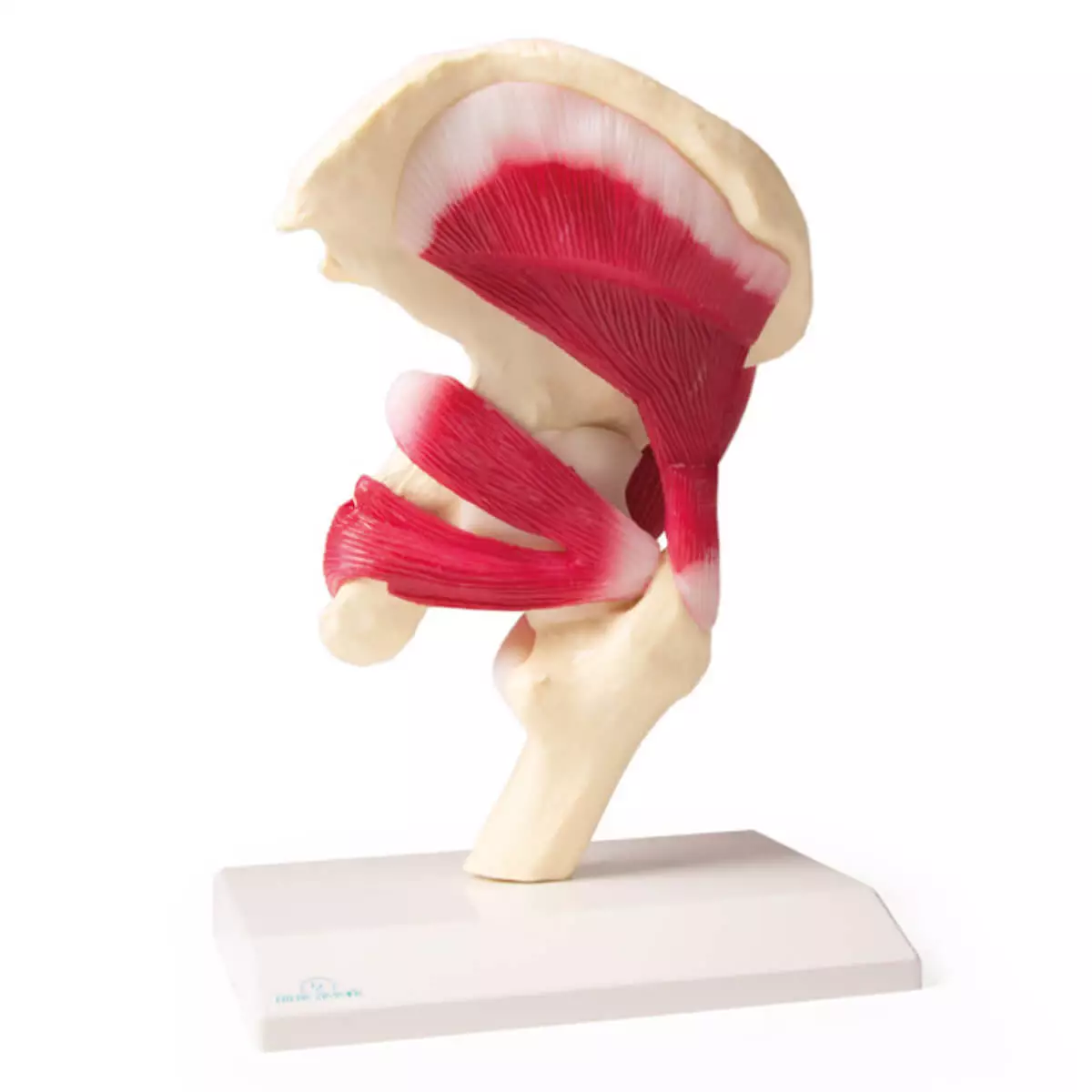  Modèle de l’articulation de la hanche avec musculature