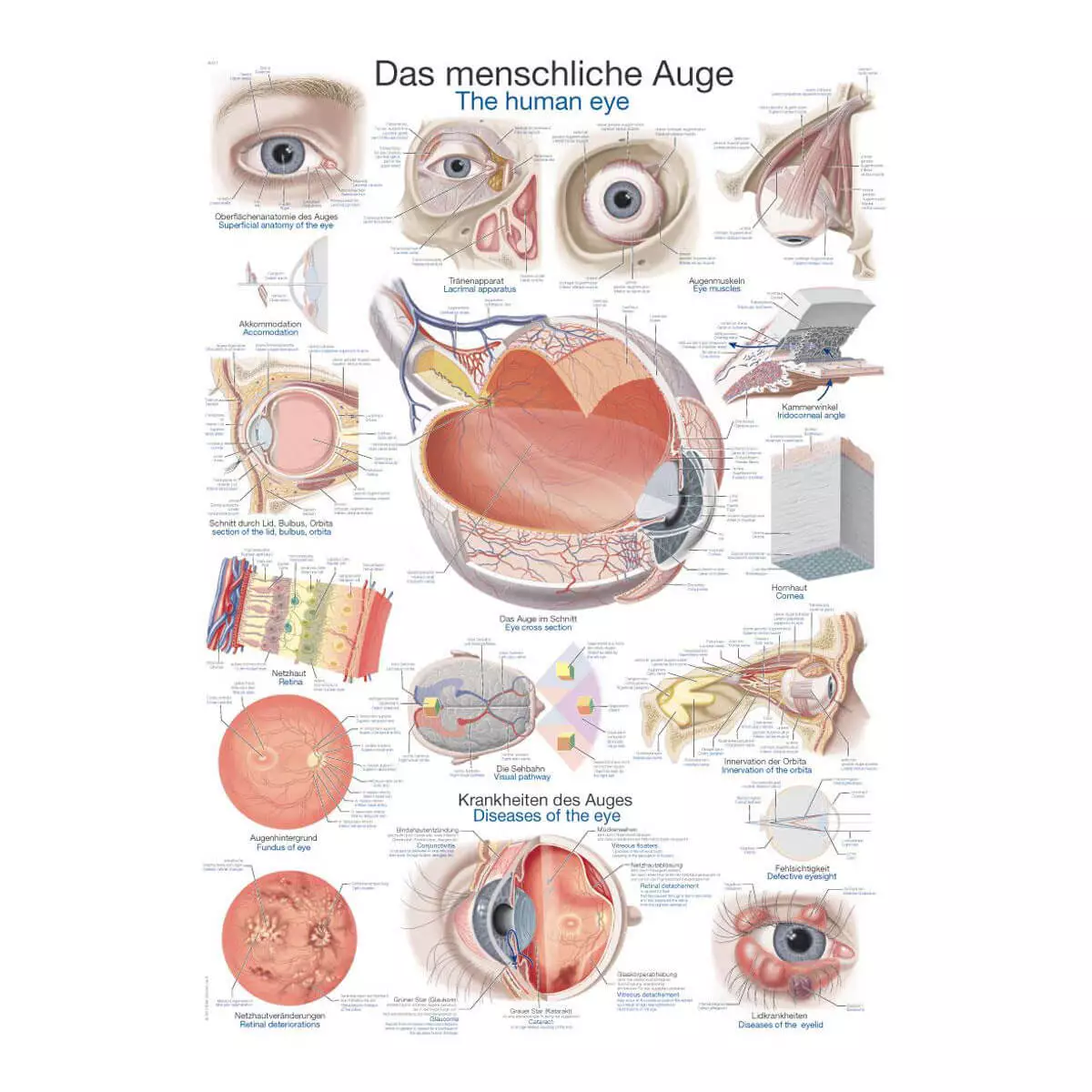  Lehrtafel – Das menschliche Auge