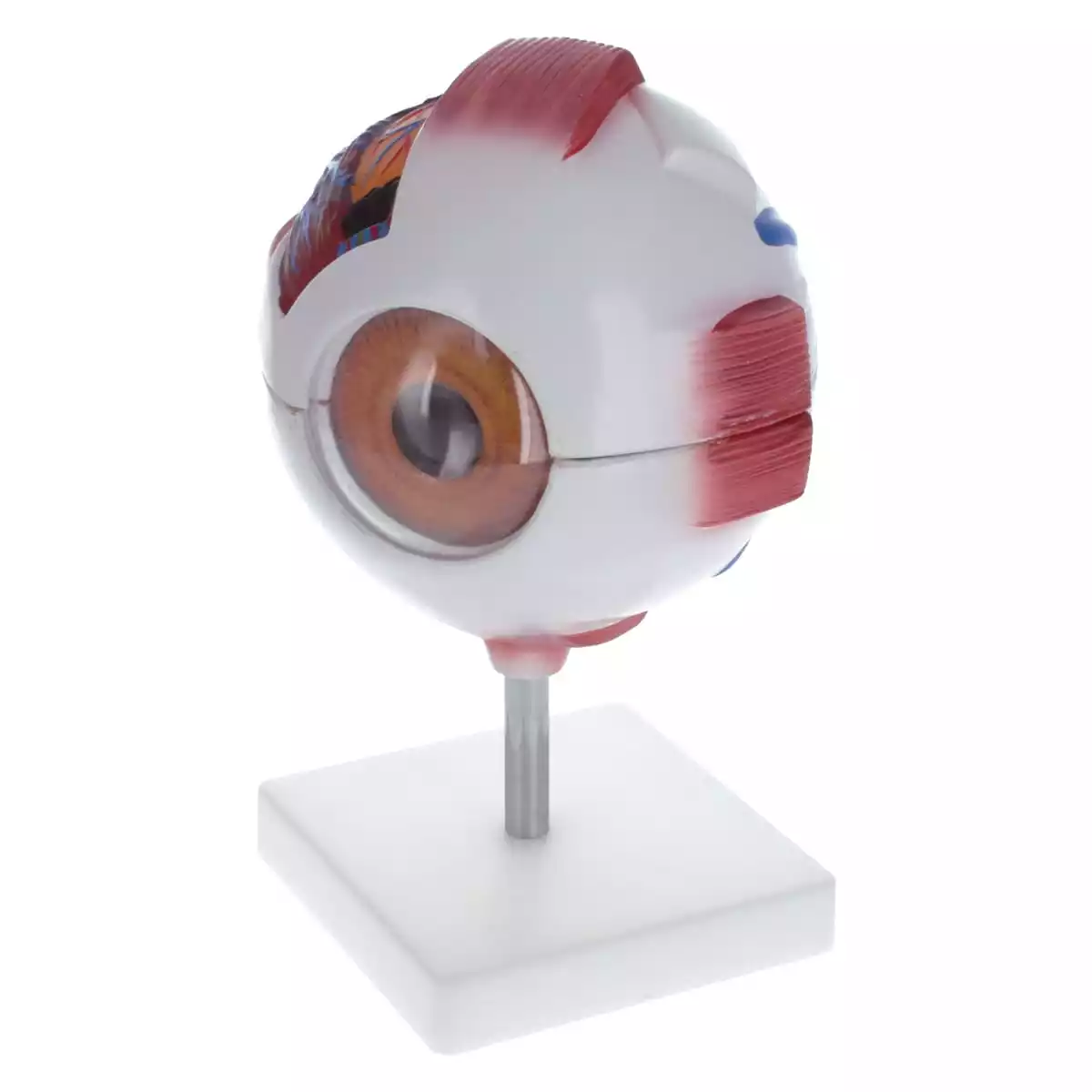  Modèle anatomique d'oeil