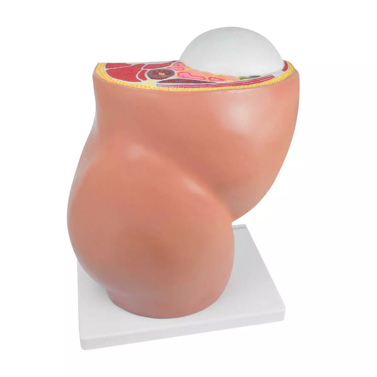  Modèle de grossesse avec foetus amovible