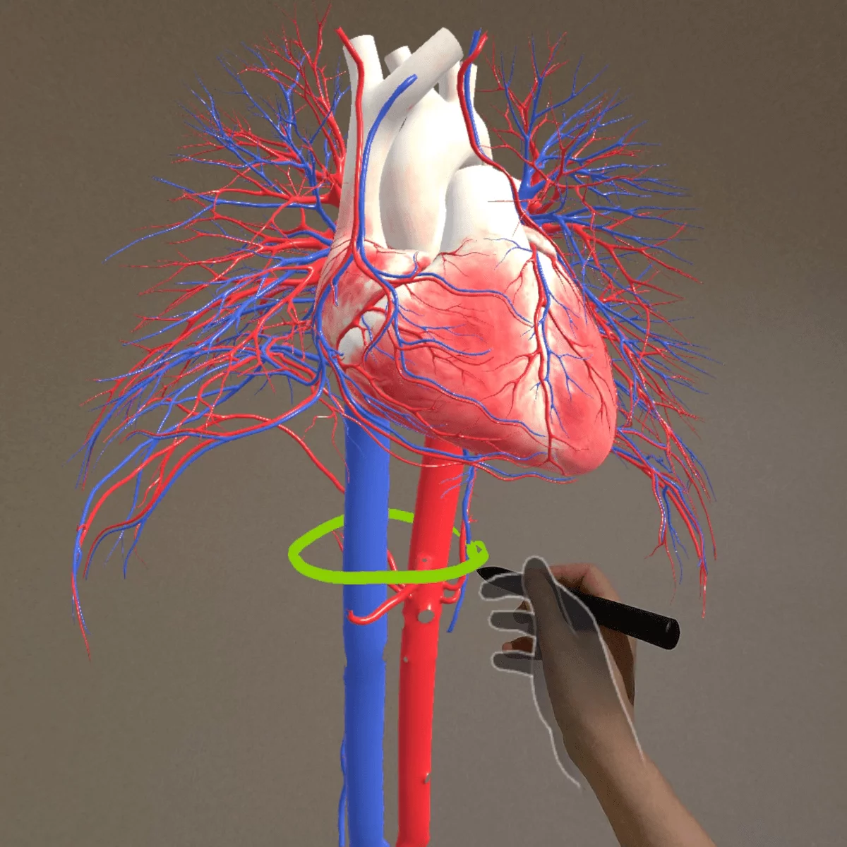  Application d’anatomie en réalité mixte « Corpus » pour Meta Quest 3/3S