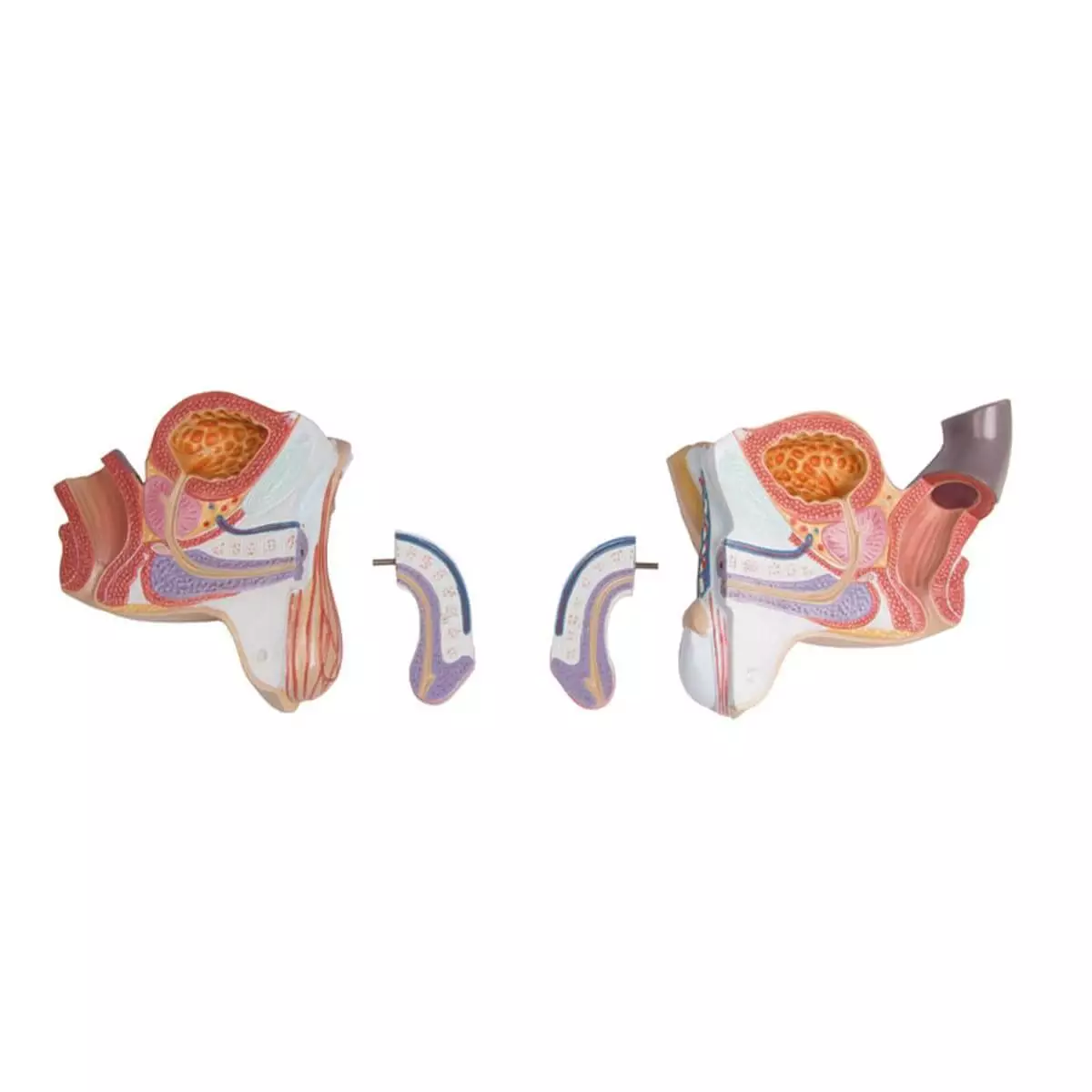  Modèle de torse avec dos ouvert