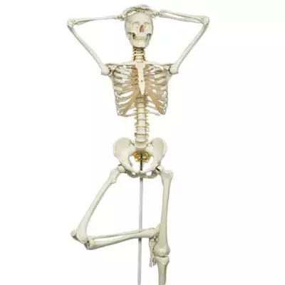  Modèle de squelette fonctionnel Fred