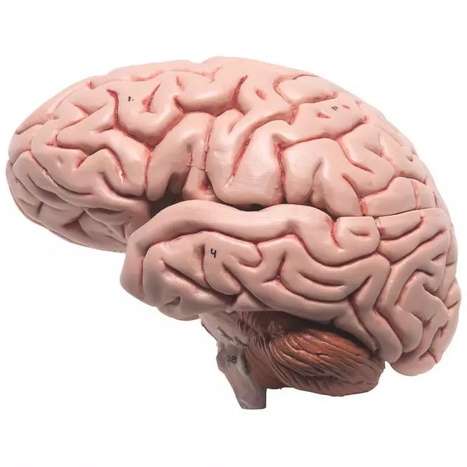  Modèle détaillé de cerveau