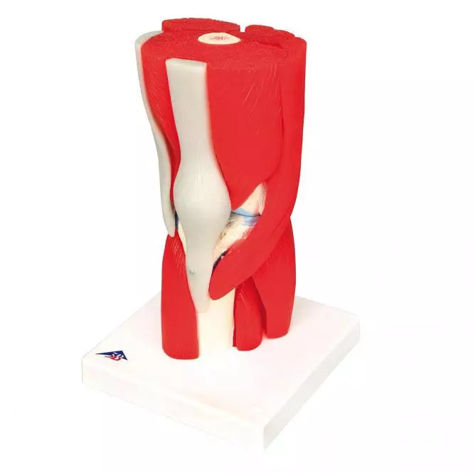  Modèle musculaire démontable de du genou