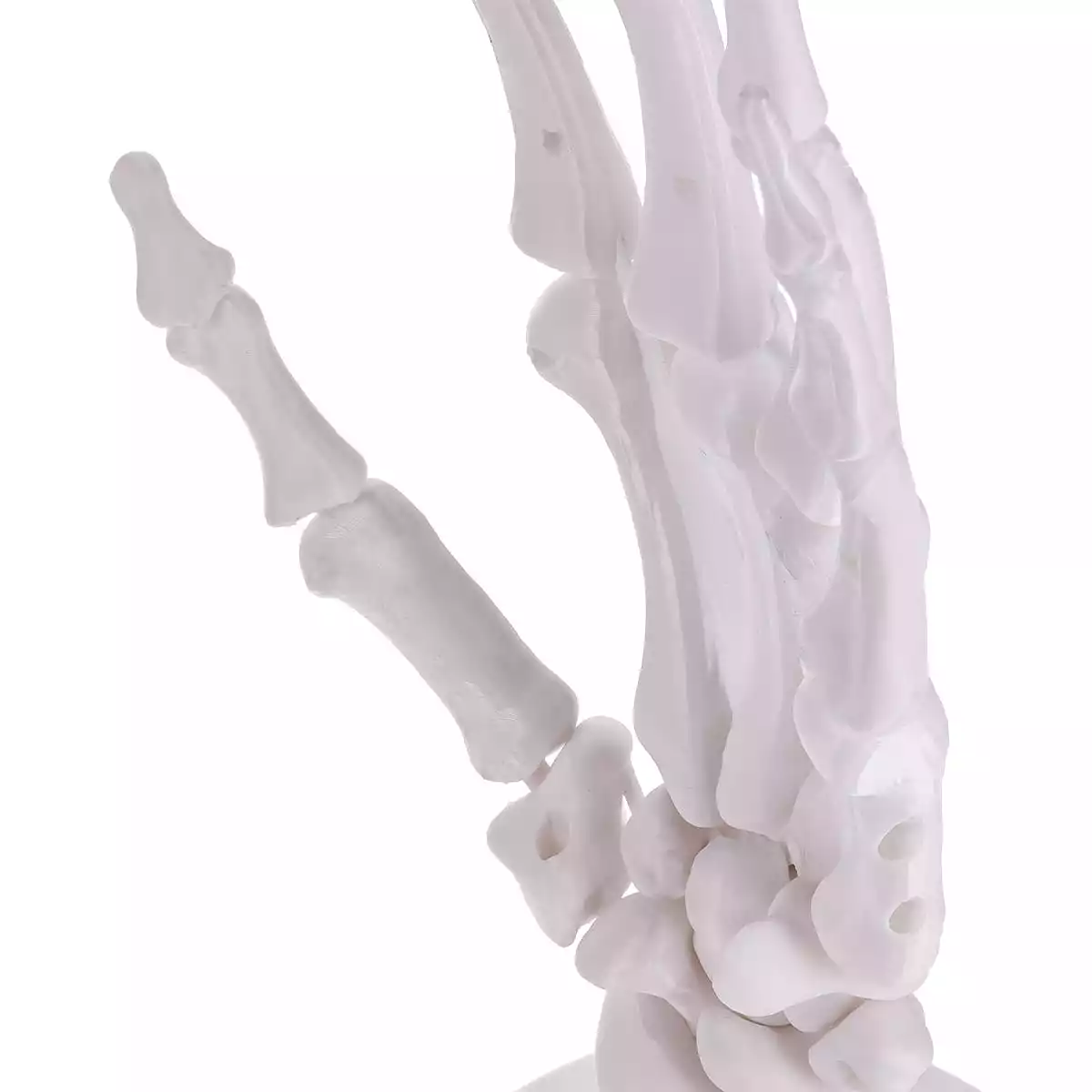  Puzzle anatomique 3D du modèle de main « Manus »