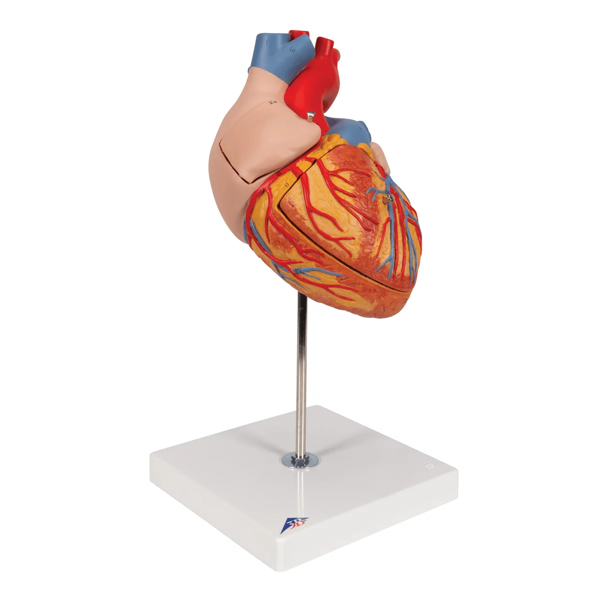  Modèle anatomique du coeur
