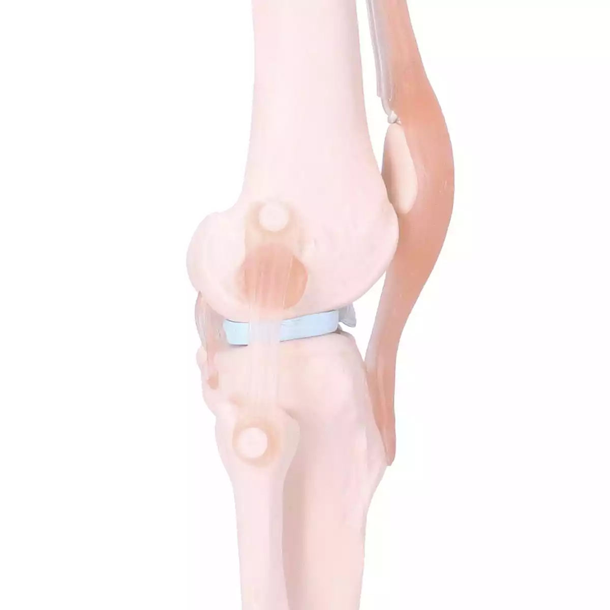  Modèle articulé du genou