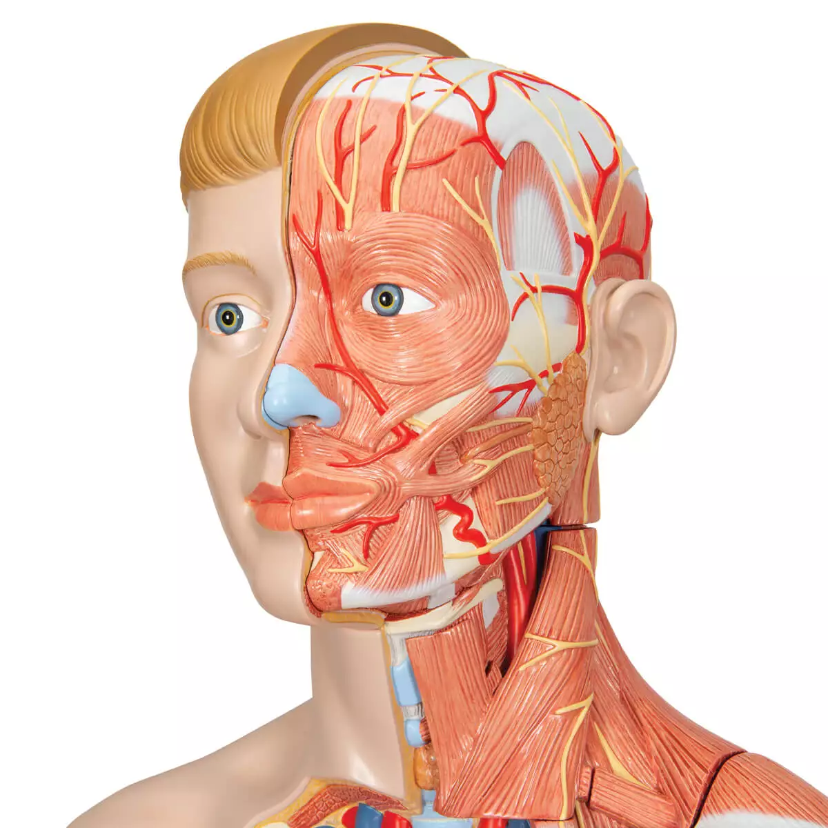  Modèle musculaire à deux sexes
