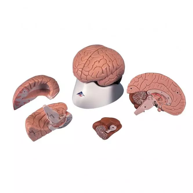  Modèle anatomique de cerveau Luxe