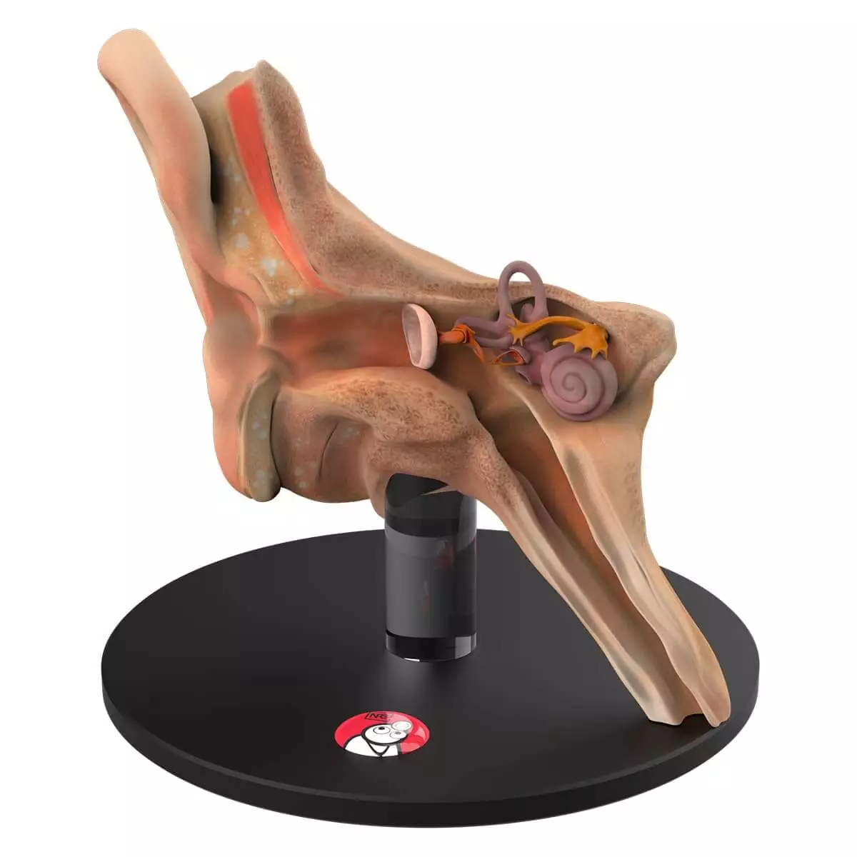  Modèle d'oreille anatomique « Auris »