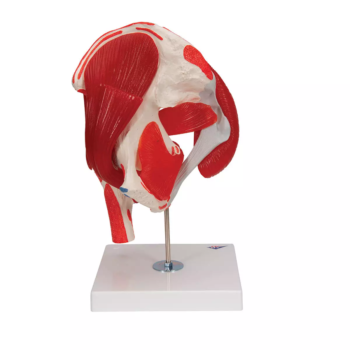  Modèle d'articulation de la hanche