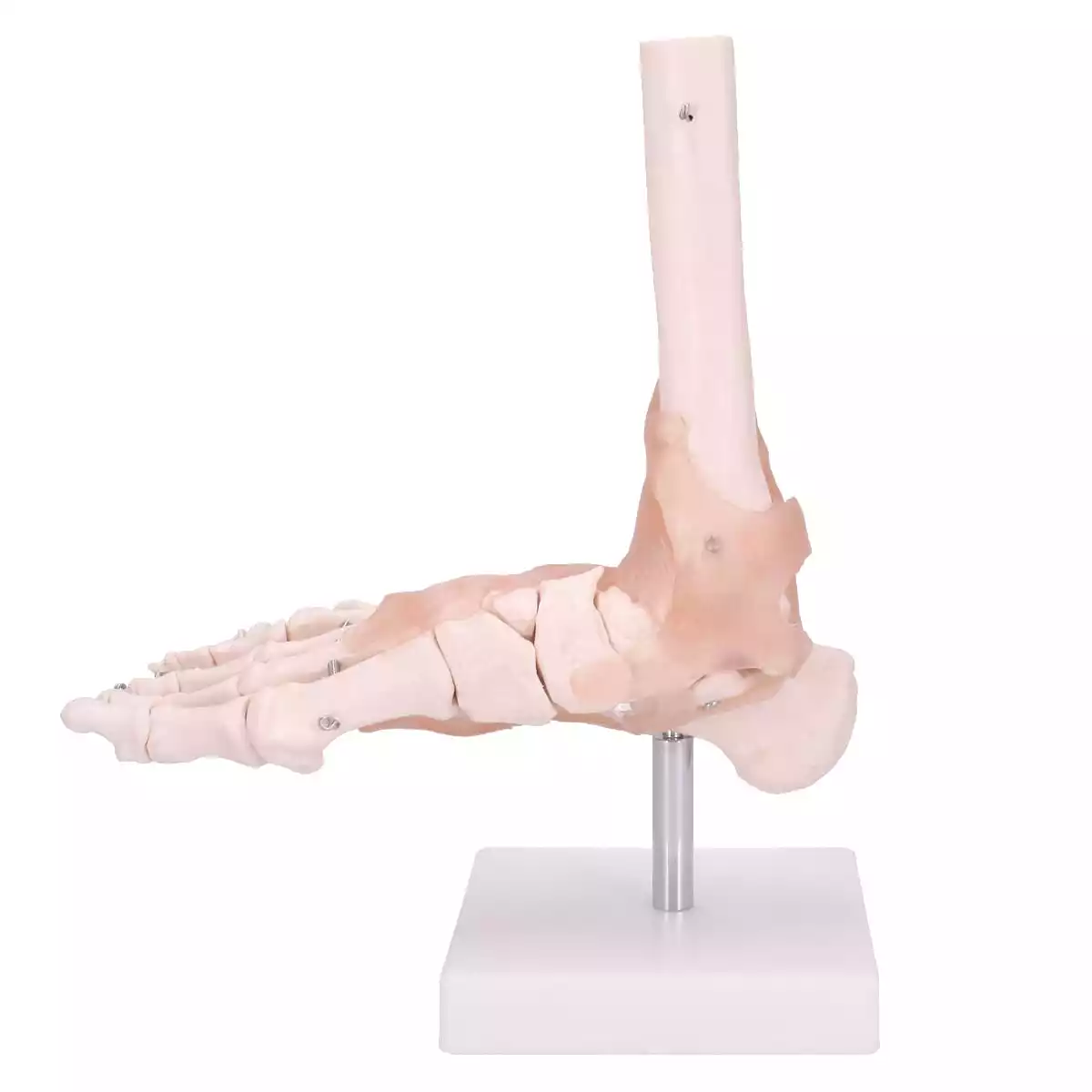  Modèle anatomique du pied