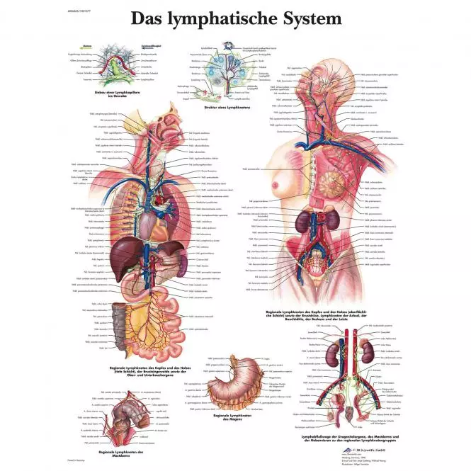  Planche pédagogique - Le système lymphatique