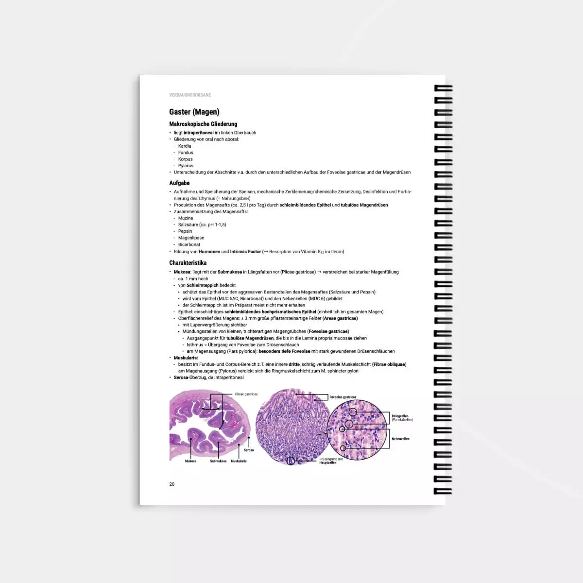  Histologie Lernskript