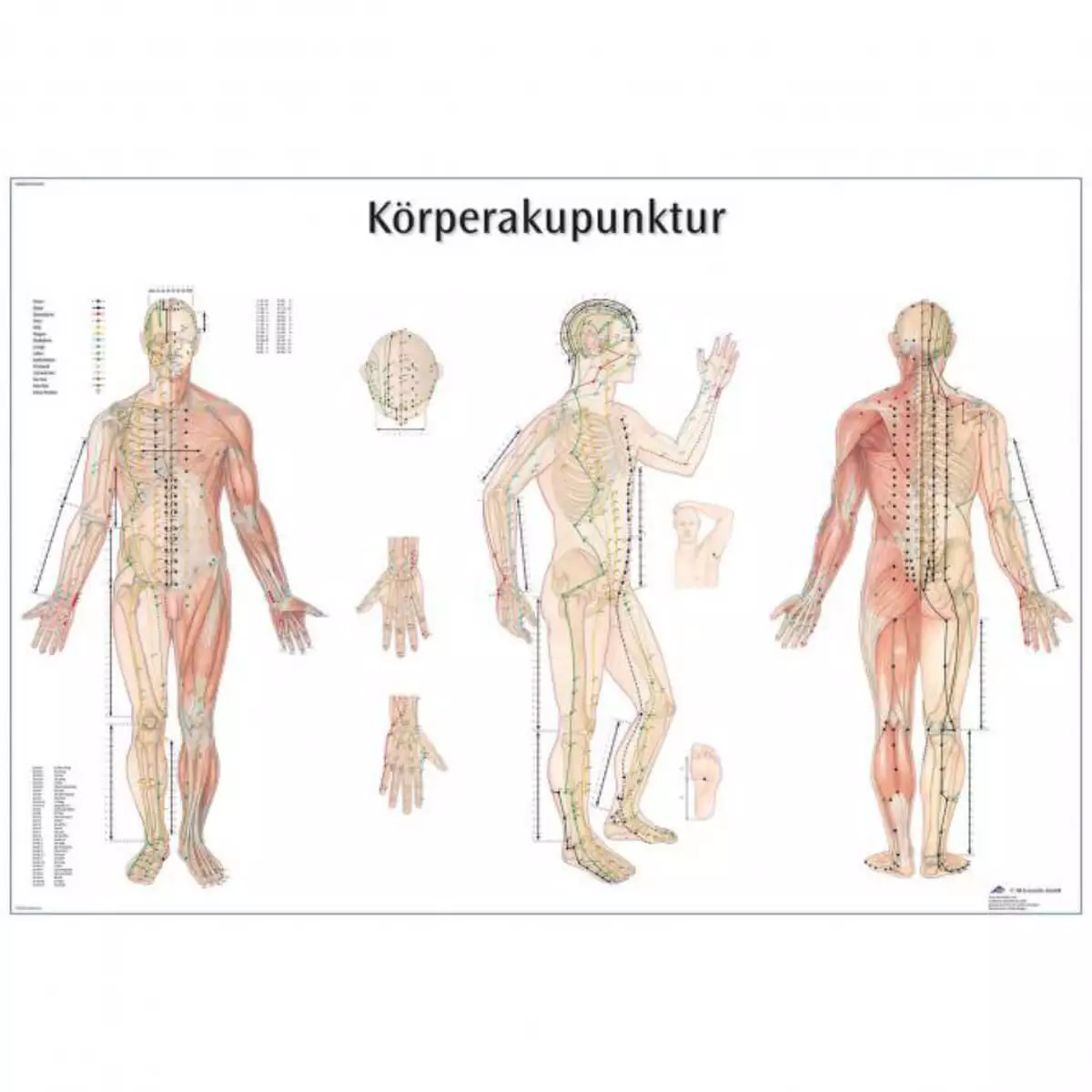  Planche didactique - acupuncture corporelle