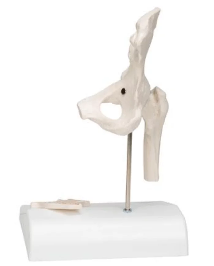  Articulation de la hanche mini