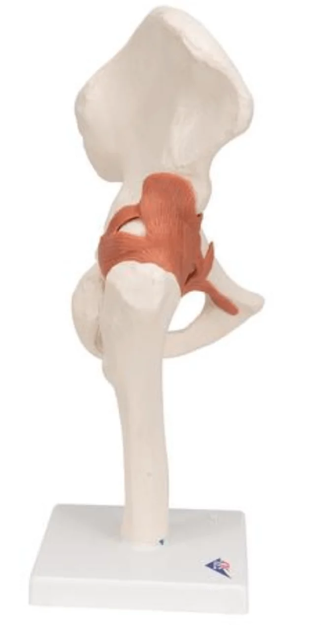  Modèle anatomique fonctionnel de la hanche
