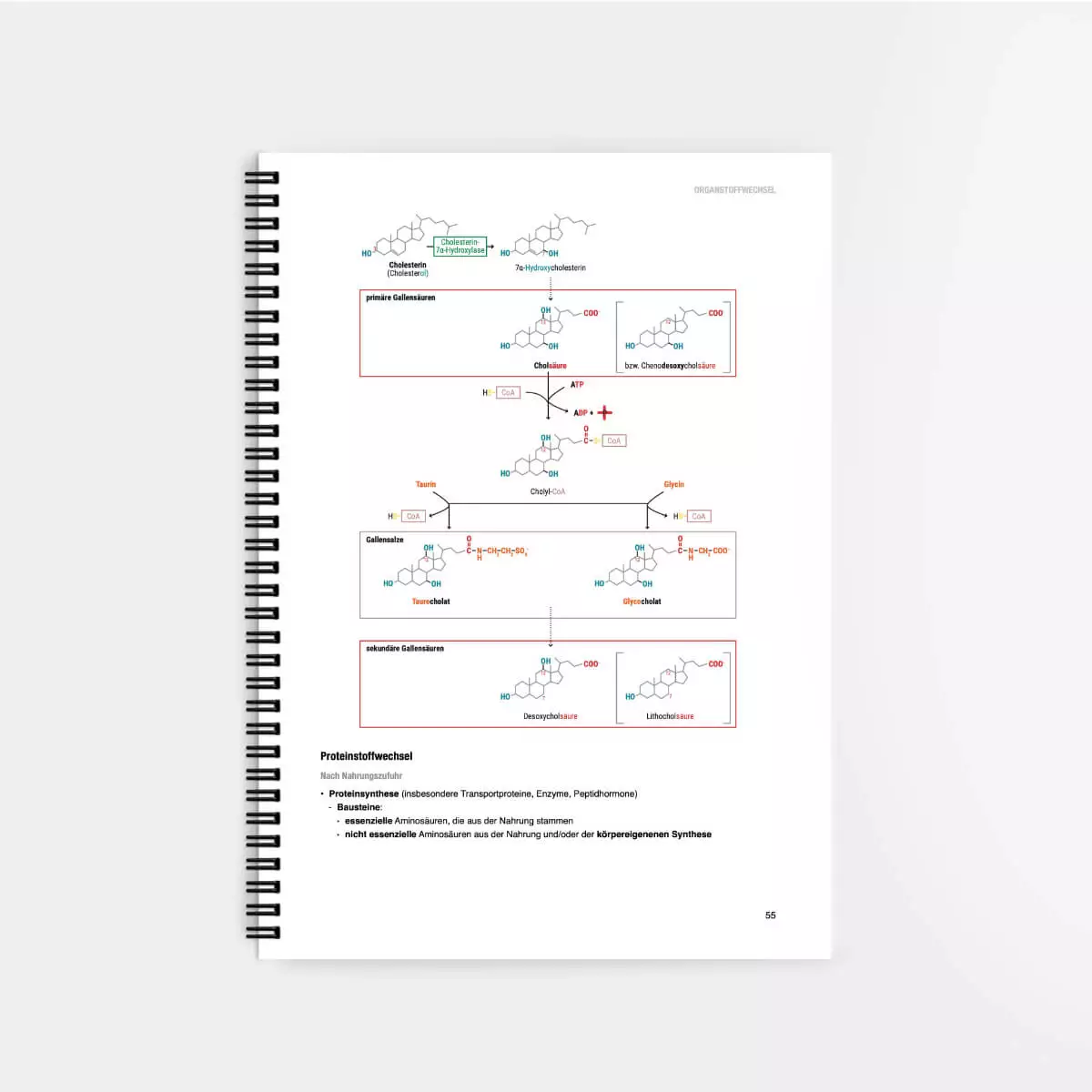  Biochemie Lernskript