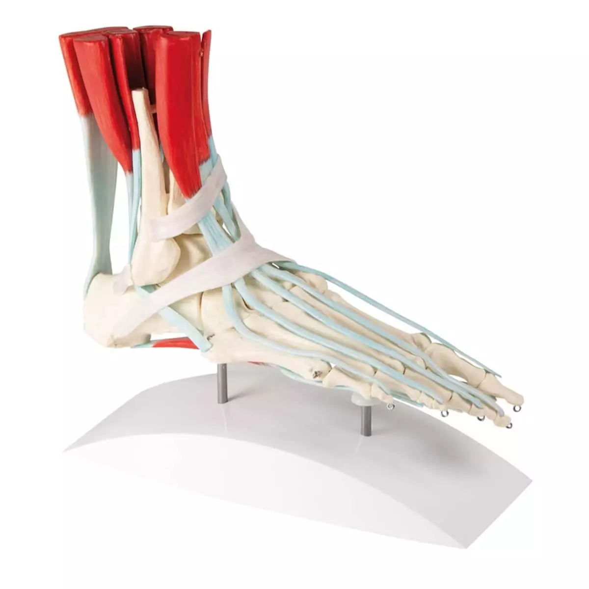  Squelette du pied avec tendons