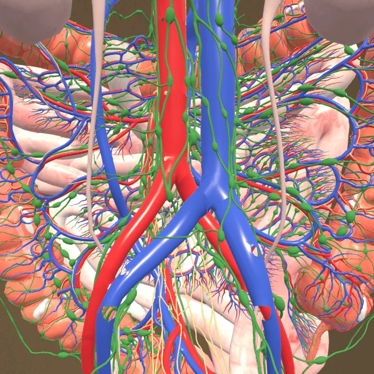  Application d’anatomie en réalité mixte « Corpus » pour Meta Quest 3/3S