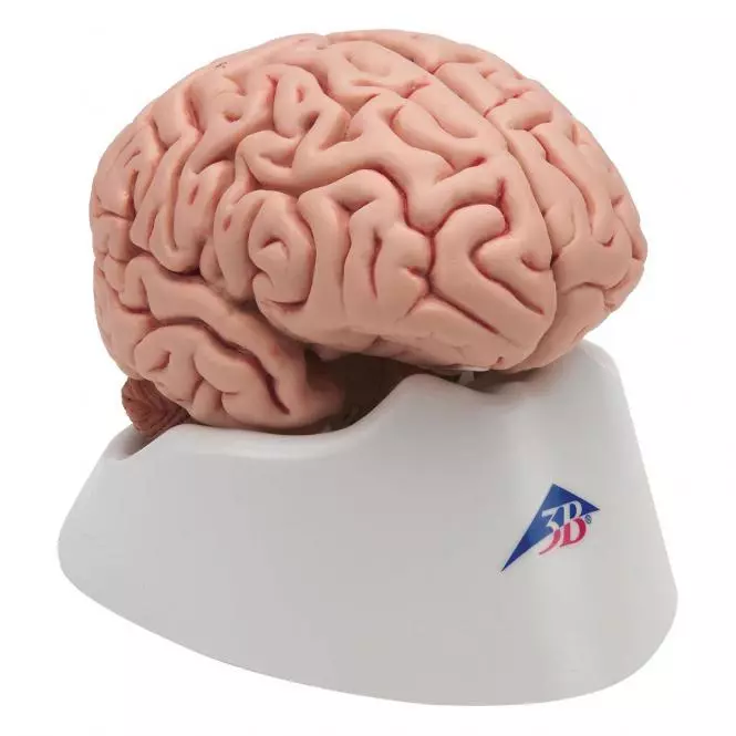  Modèle détaillé de cerveau