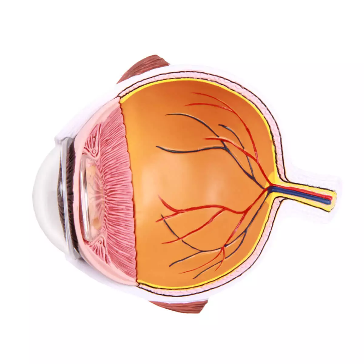 Modèle anatomique d’œil agrandi – EZ Augmented Anatomy Modèle anatomique d’œil agrandi – EZ Augmented Anatomy