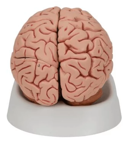  Modèle détaillé de cerveau
