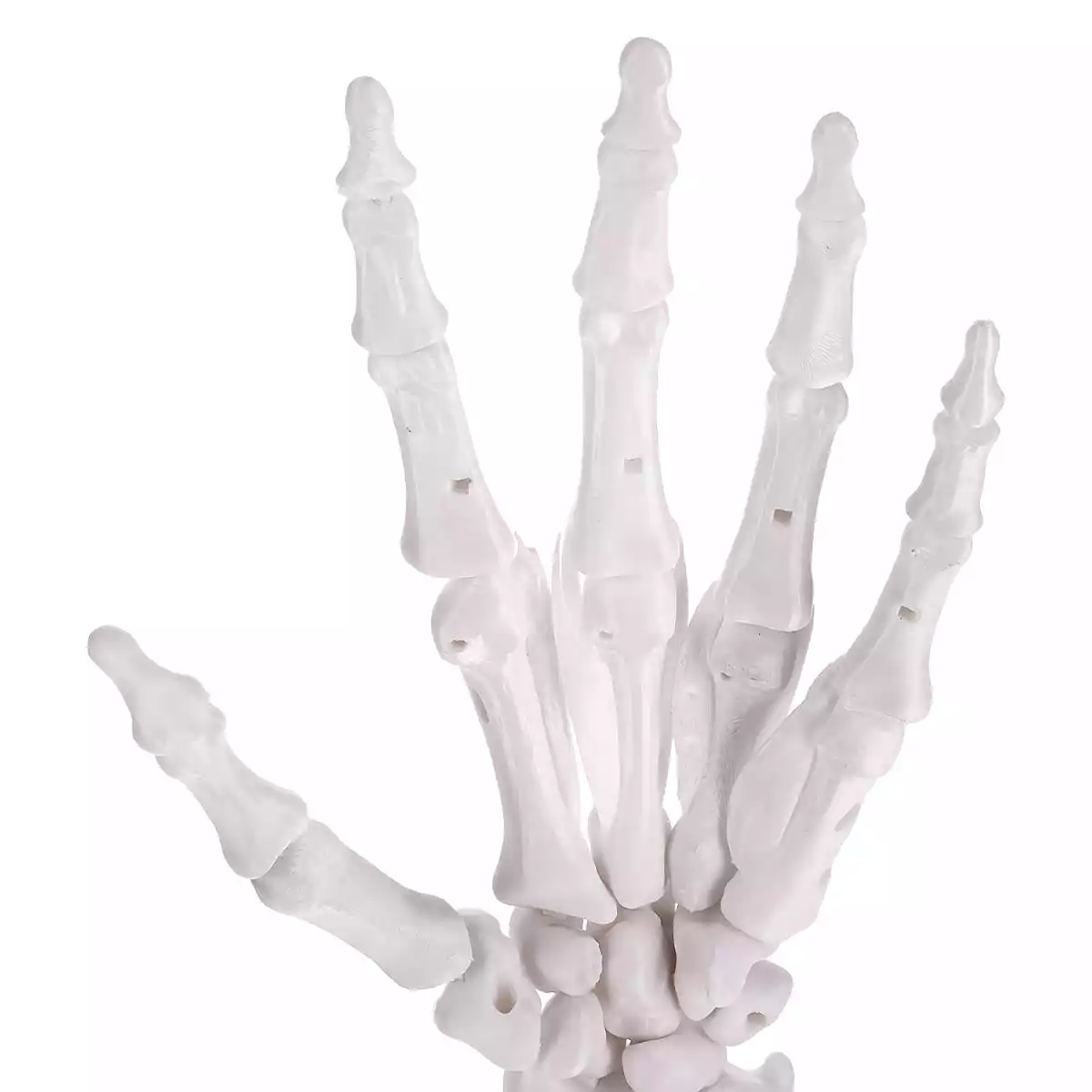  Puzzle anatomique 3D du modèle de main « Manus »