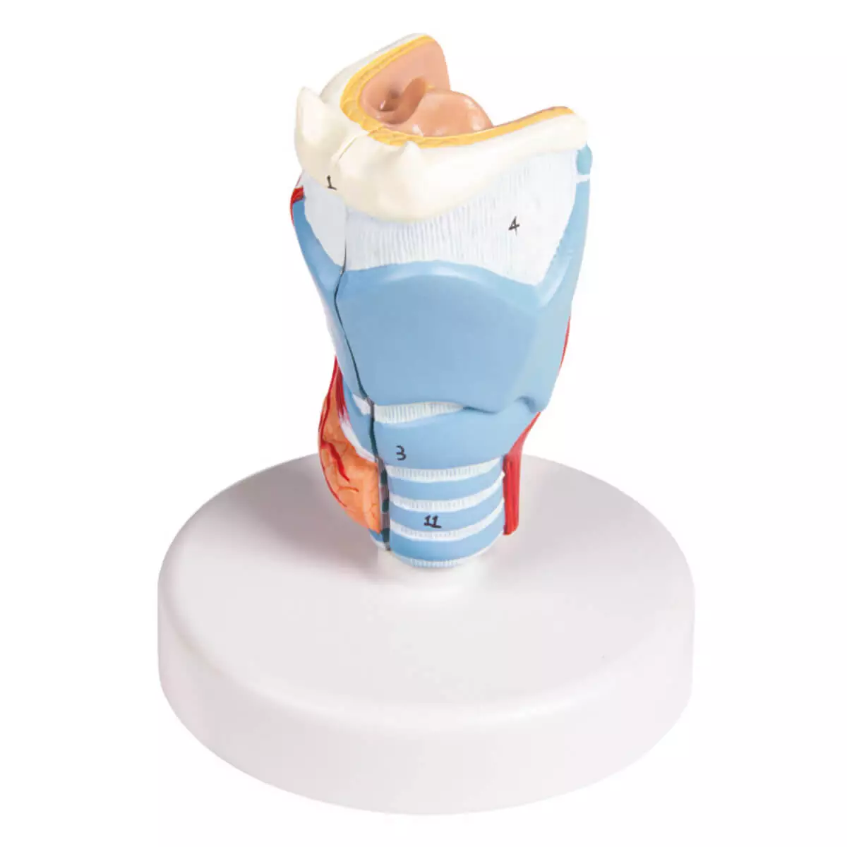 Modèle de larynx en taille naturelle