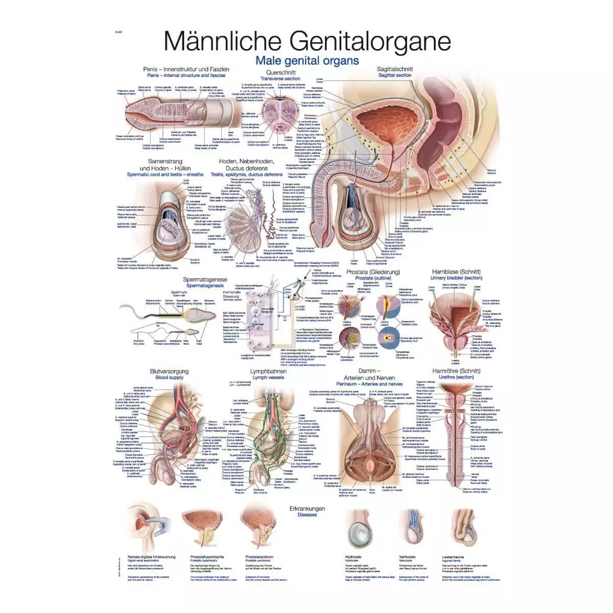  Tableau pédagogique – Organes génitaux masculins