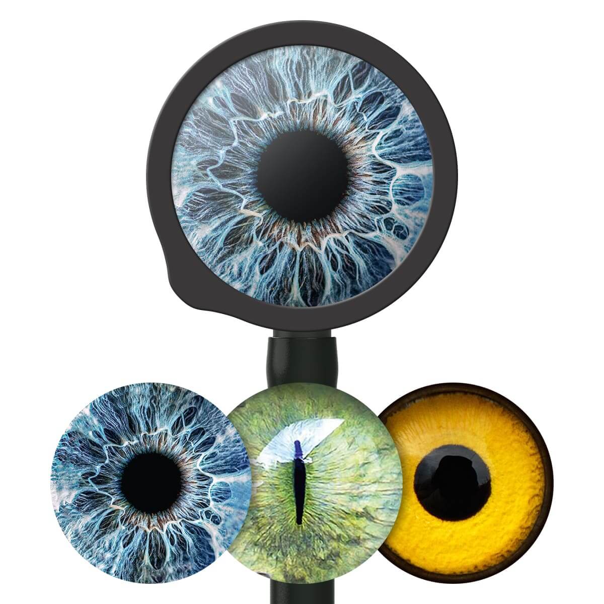 Bedruckte Fiberglas-Membransets "Drums"  Bedruckte Fiberglas-Membransets "Drums"