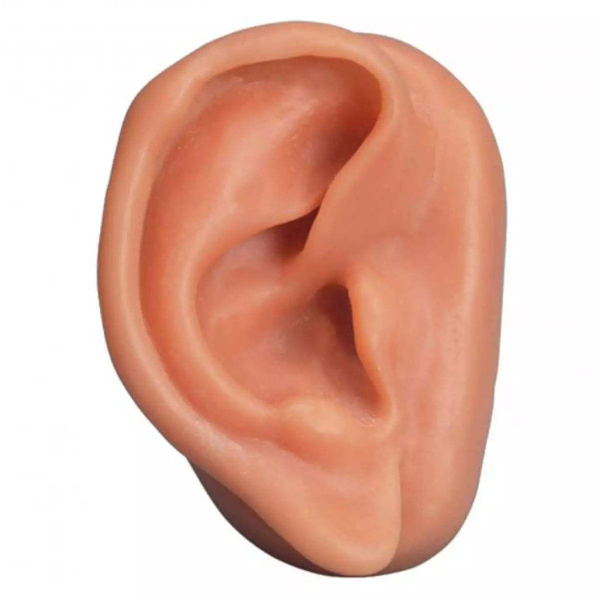  Modèle d'acupuncture de l'oreille