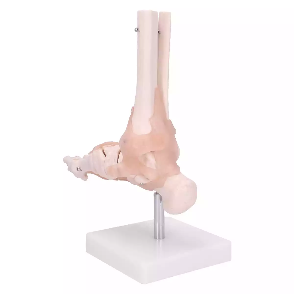  Modèle anatomique du pied