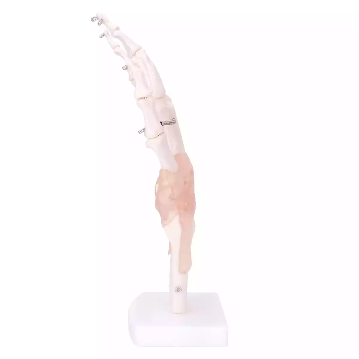  Squelette de la main avec ligaments
