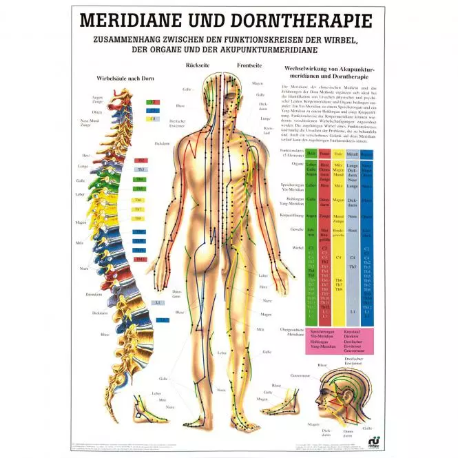  Planche didactique - méridiens et thérapie Dorn