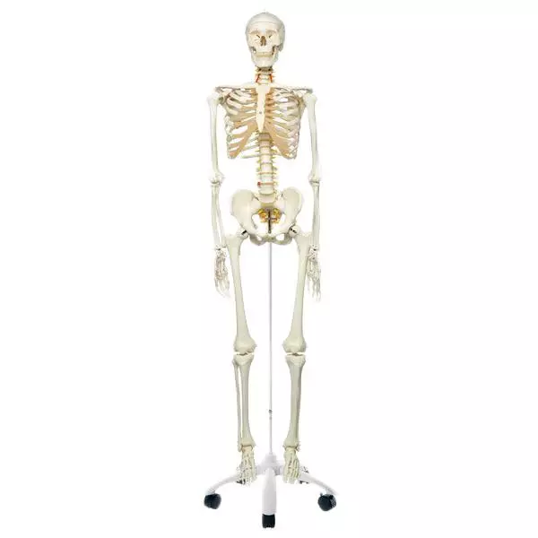  Modèle de squelette fonctionnel Fred