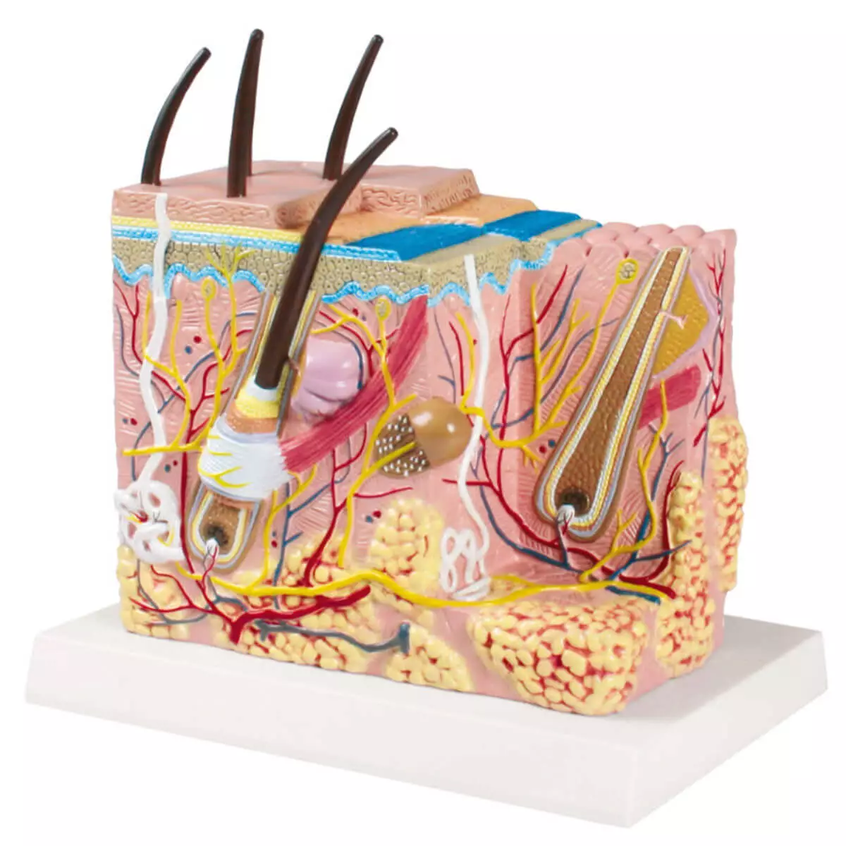  Modèle en bloc de peau avec fonction Augmented Anatomy