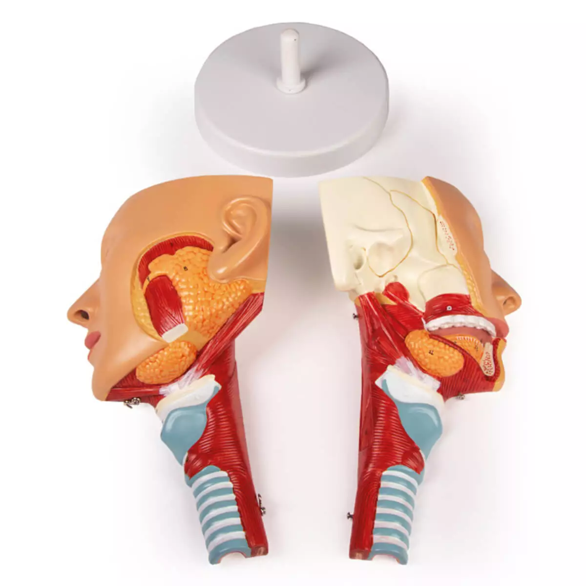  Modèle de tête avec pharynx et larynx