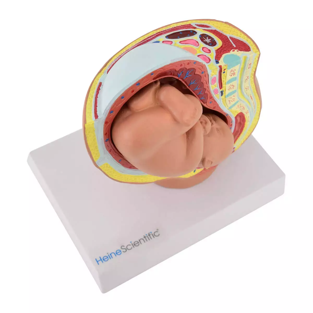  Modèle miniature de bassin avec foetus
