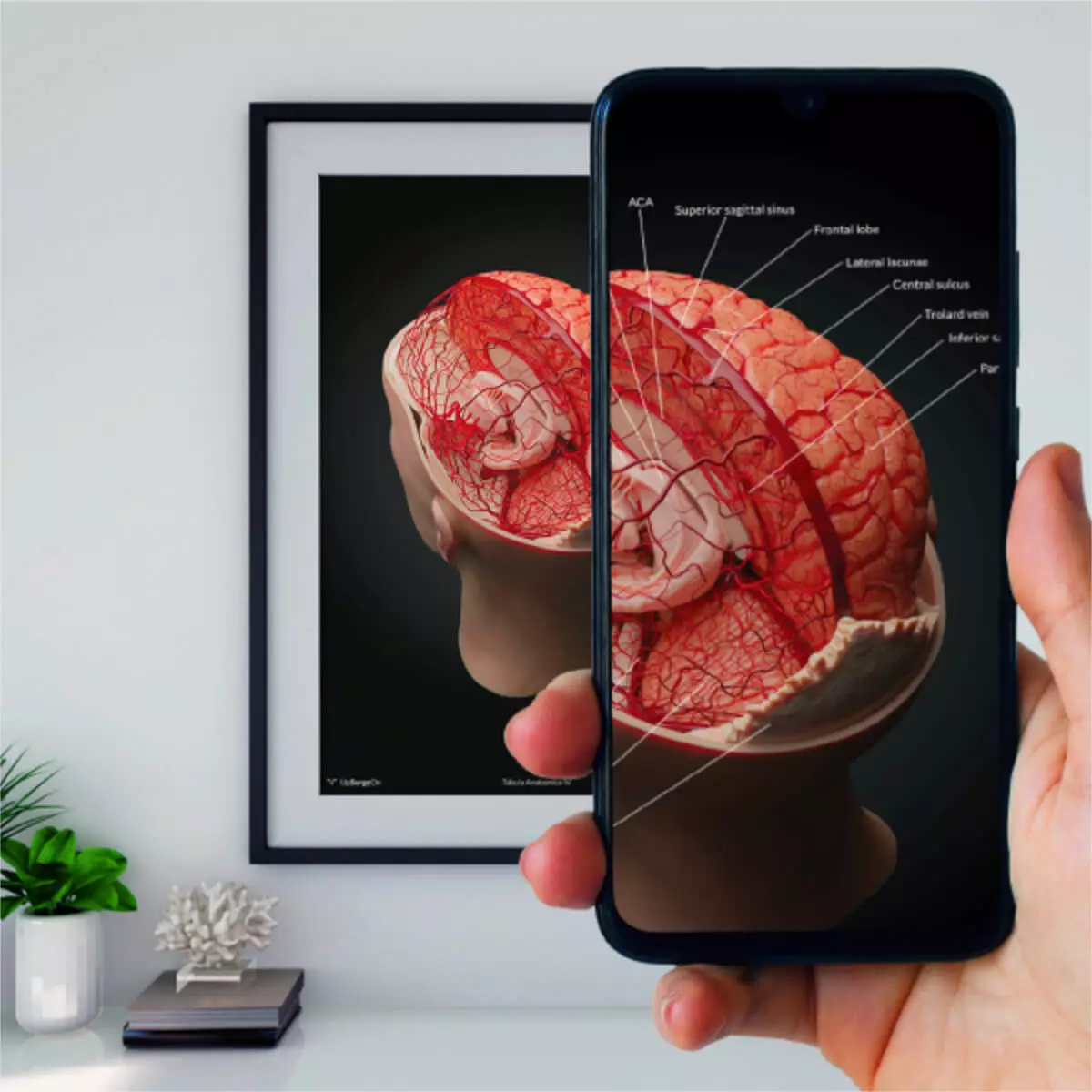  AnatomyARt Tabula Anatomica IV