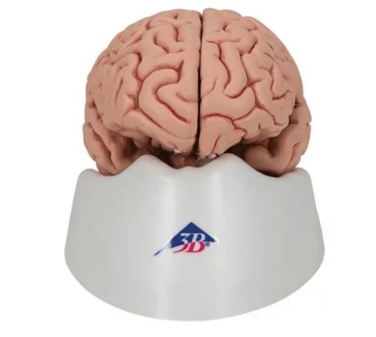  Modèle détaillé de cerveau