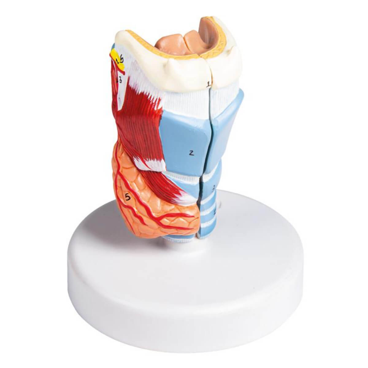 JNMFTD Kehlkopfmodell 3-fach Vergrößert – Anatomisches Lehr- & Demonstrationsmodell
