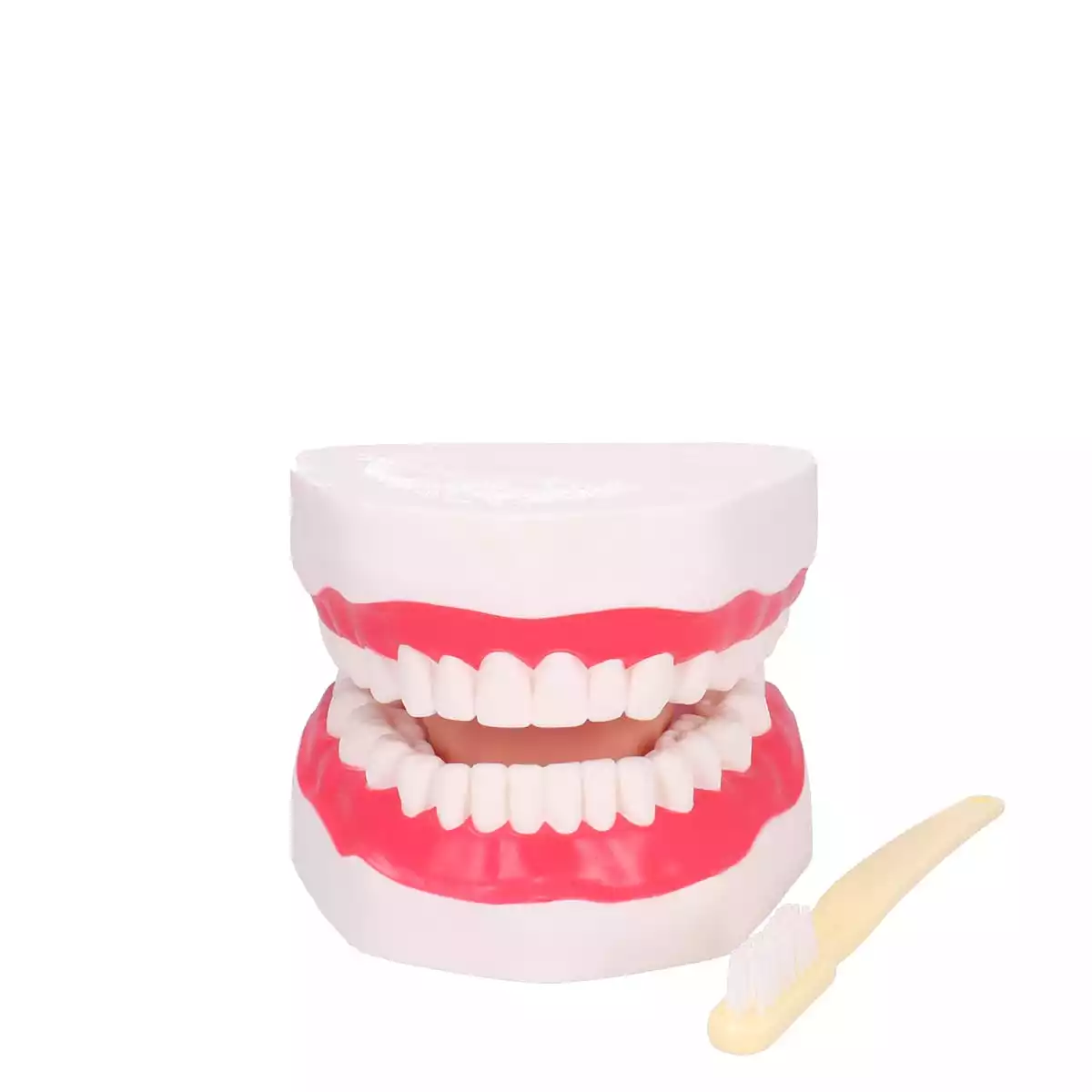  Modèle d’hygiène dentaire avec brosse à dents