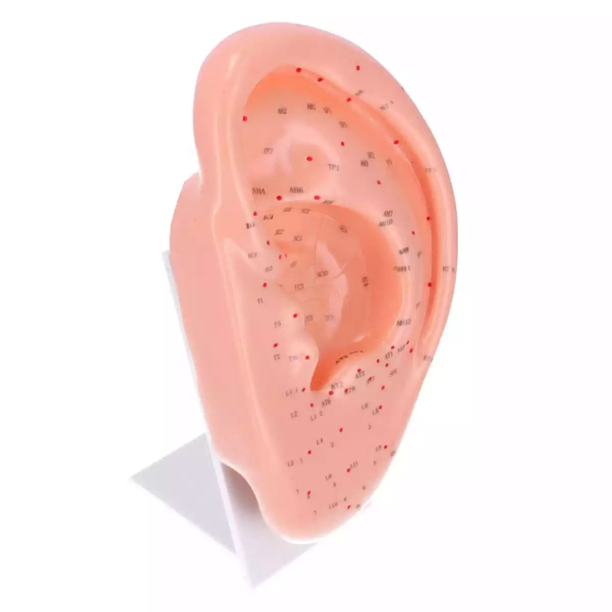  Modèle d'acupuncture de l'oreille
