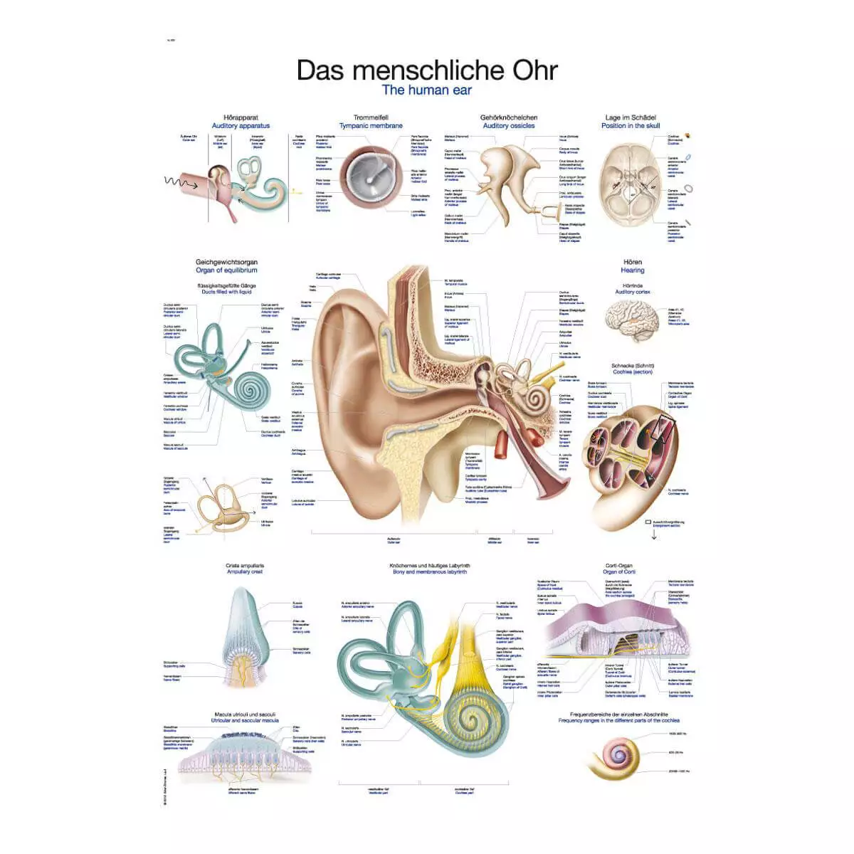  Lehrtafel – Das menschliche Ohr