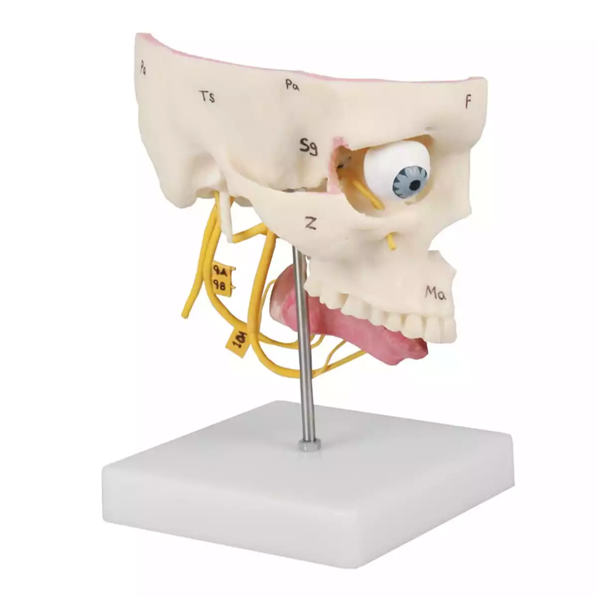  Modèle d'organes des sens