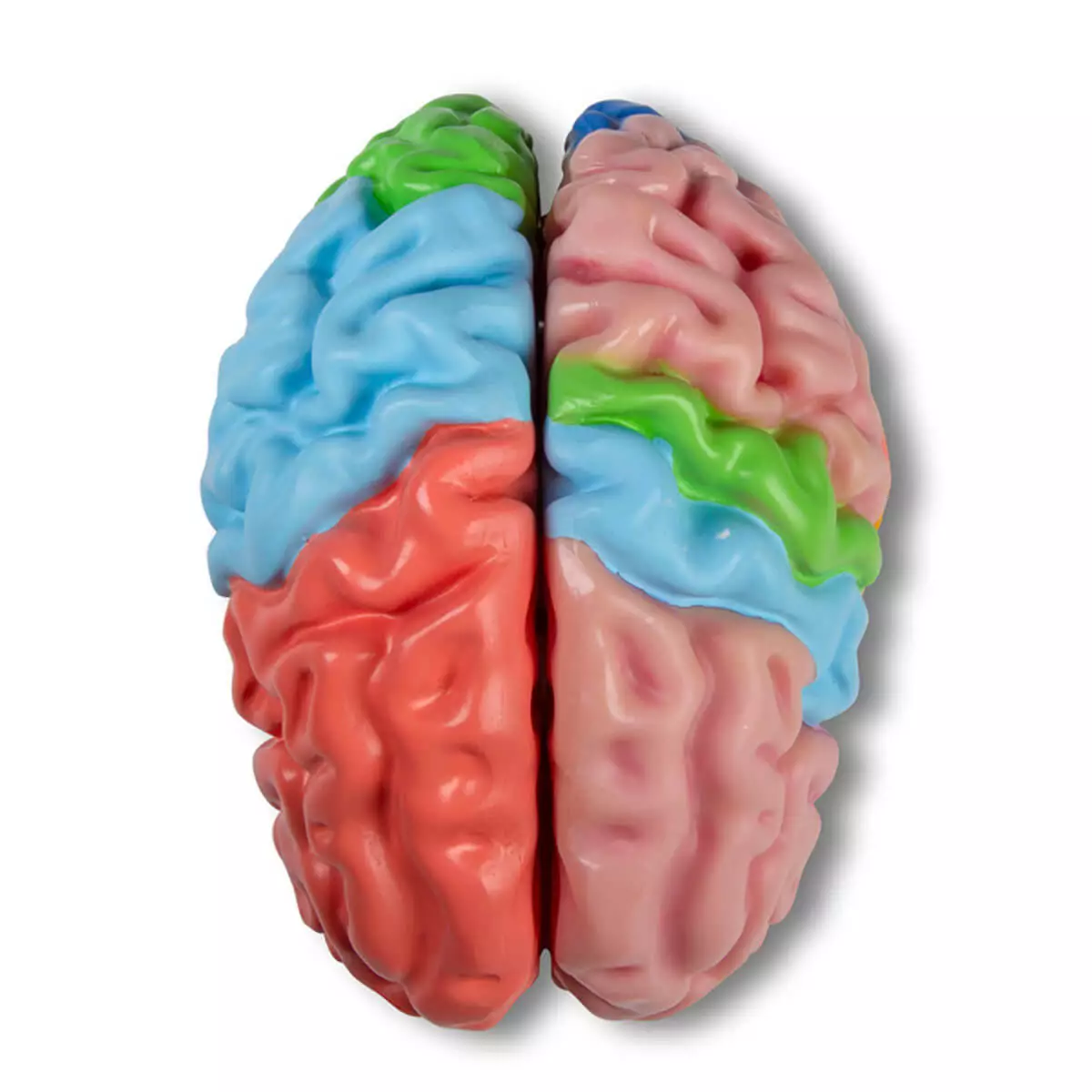  modèle de cerveau grandeur nature en 5 parties avec fonction de réalité augmentée